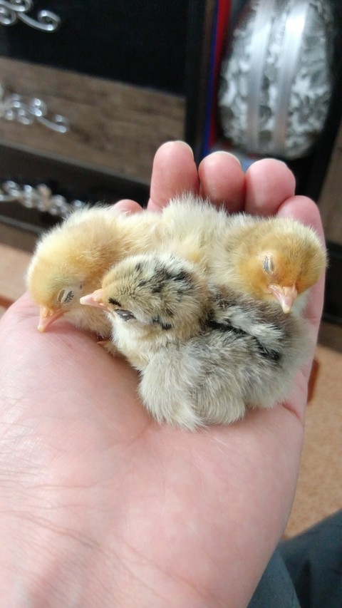 3 chicks sleeping in my hand