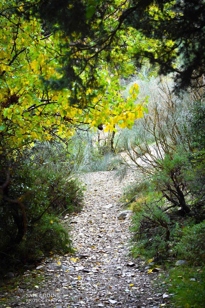 nature de Tebessa