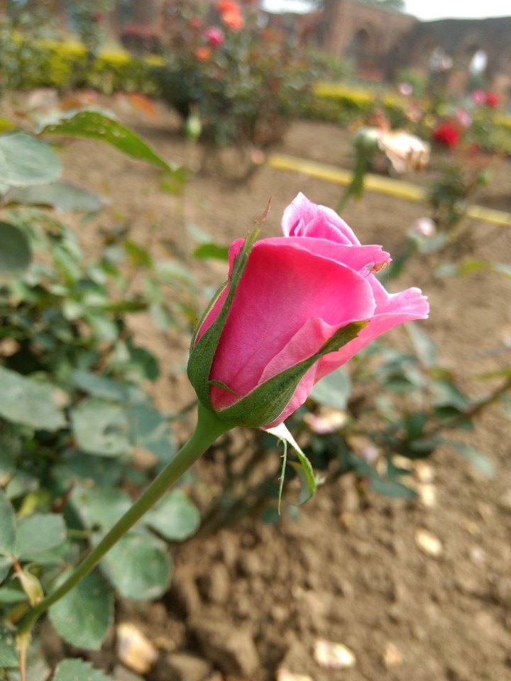 LoveRose