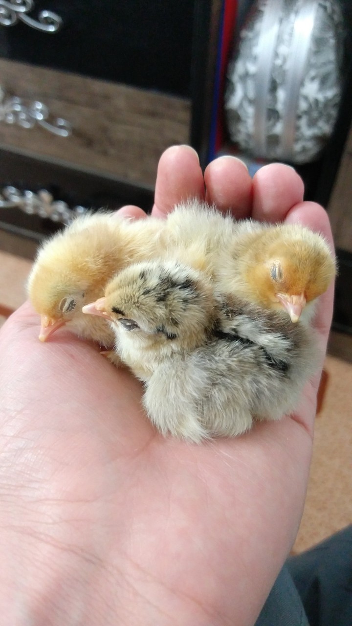 3 chicks sleeping in my hand