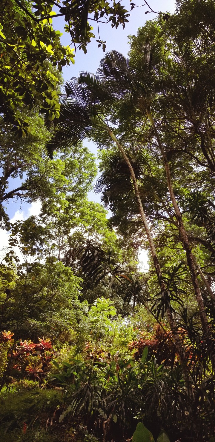 #forest