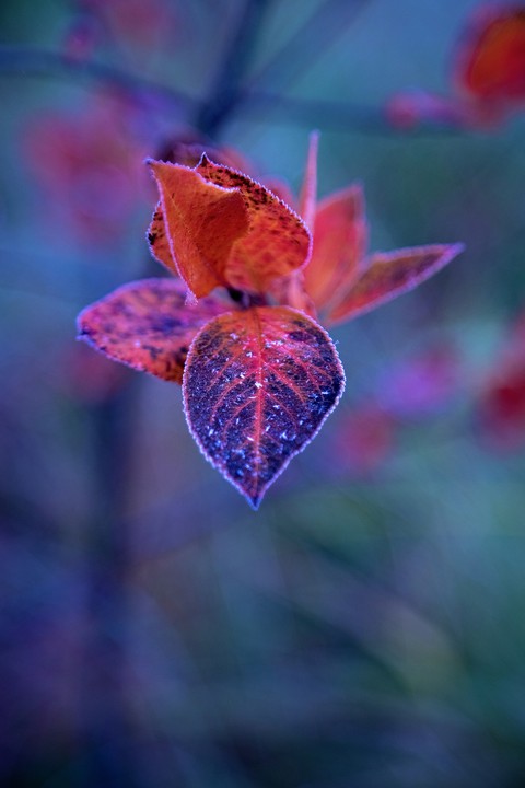 plant, flower वॉलपेपर