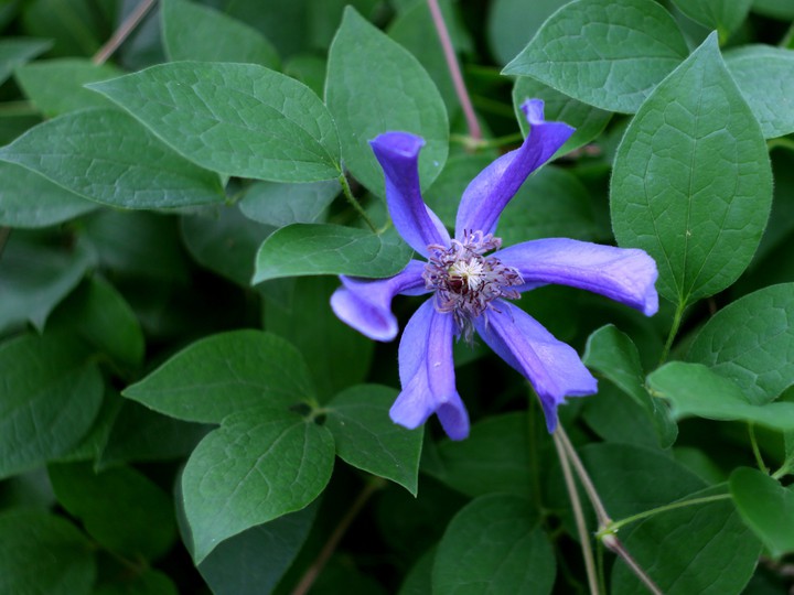 Clematis