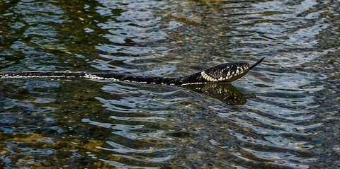 hình nền reptile, snakes