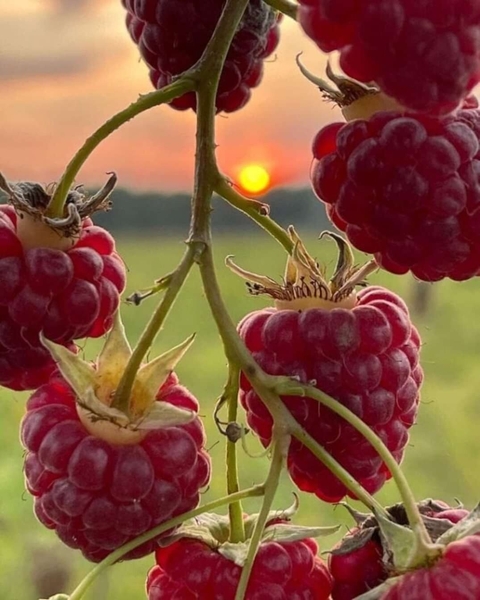 sfondi boysenberry, berry