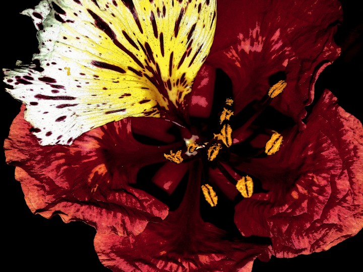 flower