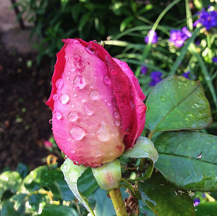Raindrops on the rose