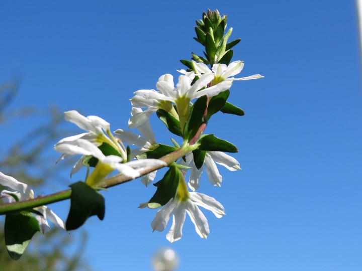 white flower