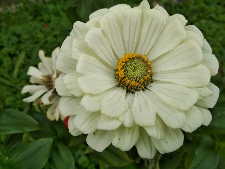 white flower