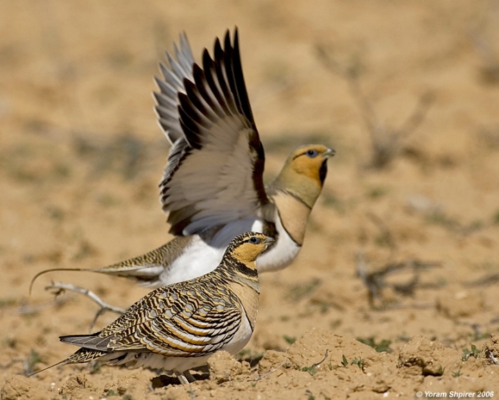 Birds