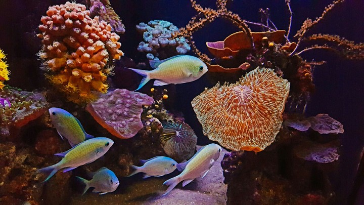 coral Reef