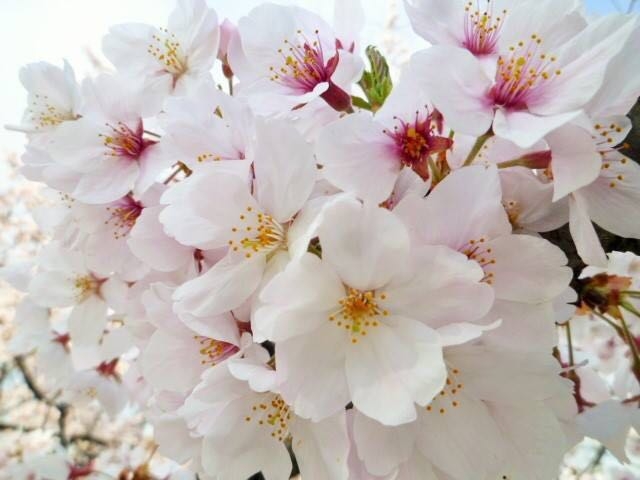japan sakura