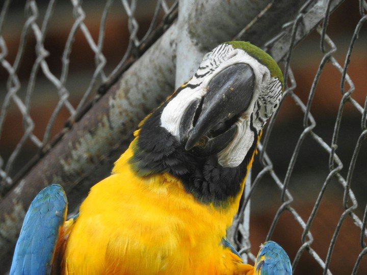 arara brasileira
