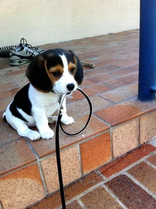 My house puppy