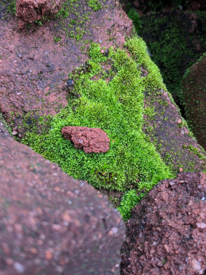 Micro plants
