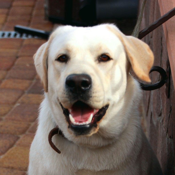 Dog Shanel