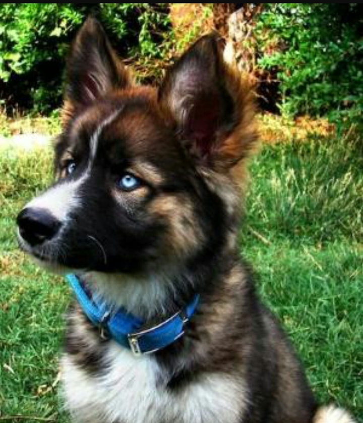 German Shepard Chocolate Lab Husky Mix