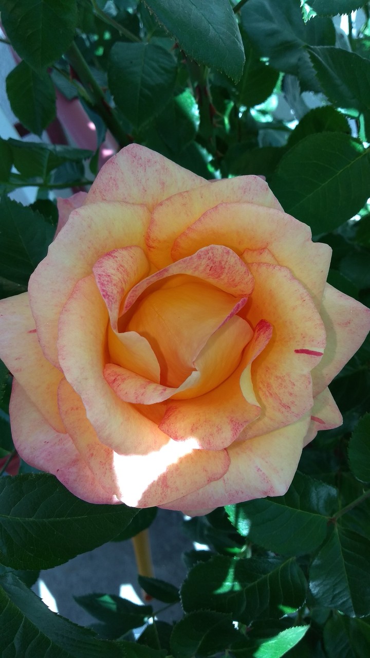 Diese Rose sieht der Sonne entgegen.
