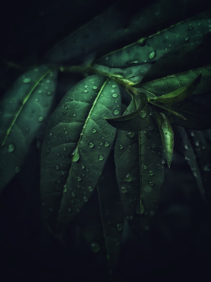 macro...