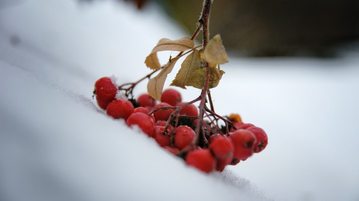 Winter berries 3