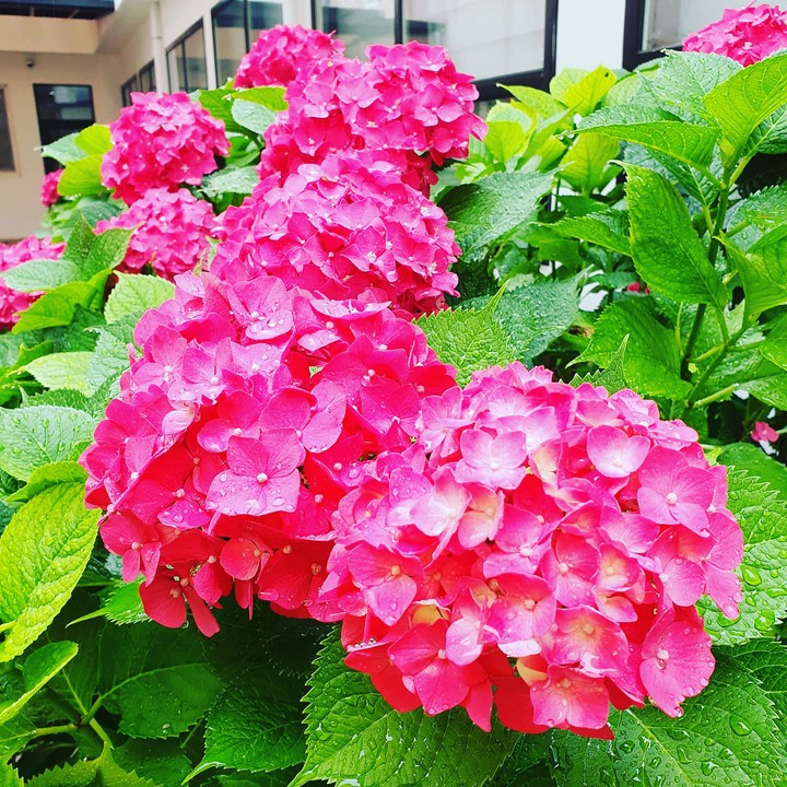 수국 여름 정열