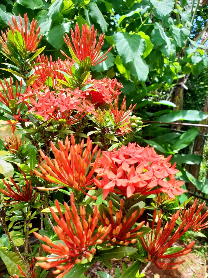Jardin coloré