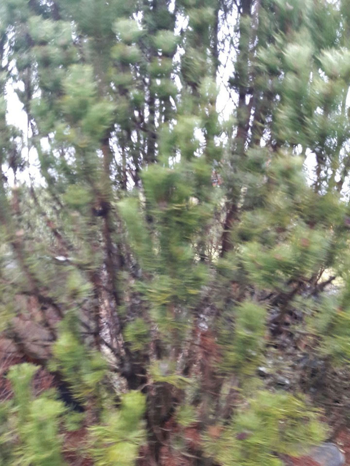 woods