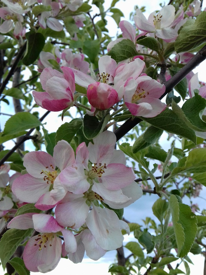 Apple tree