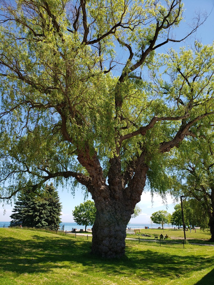 Majestic Tree
