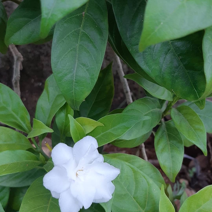 white flower