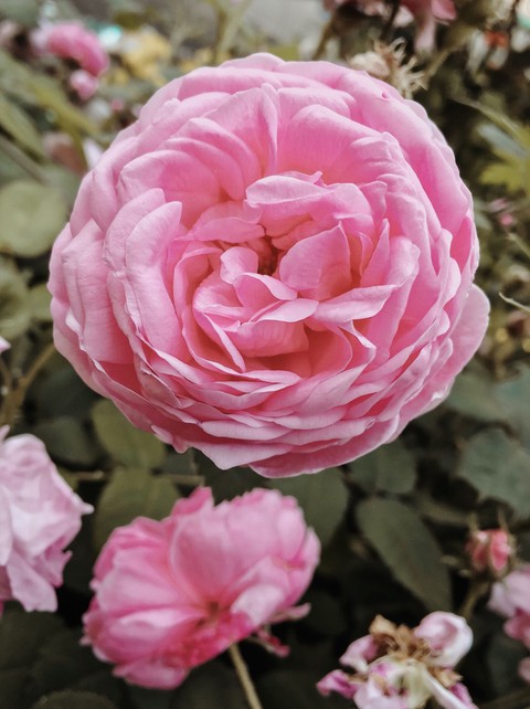 flowers