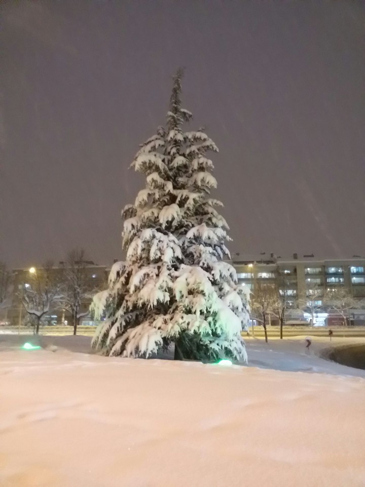 Çam Ağacı