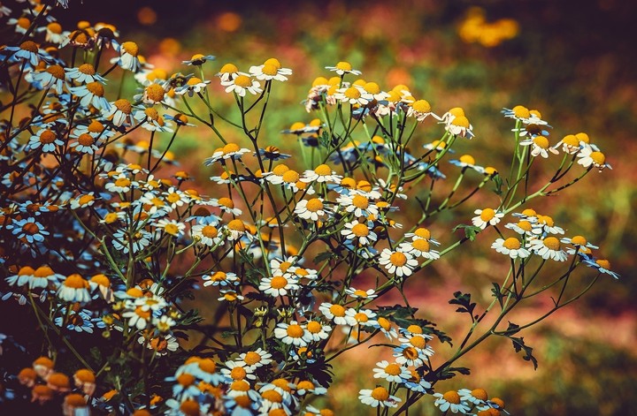 Naturally grown flowers...