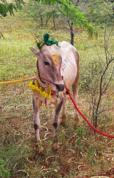 Manjuvirattu