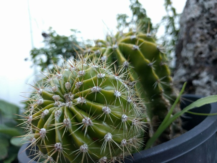 Cacti