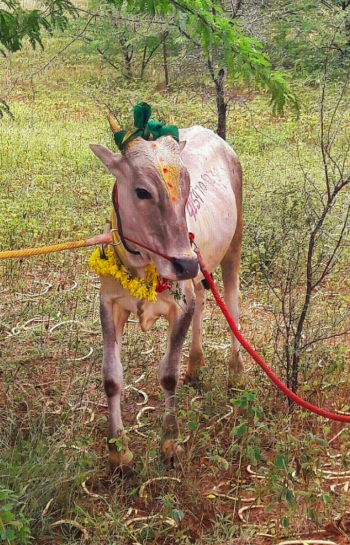Manjuvirattu