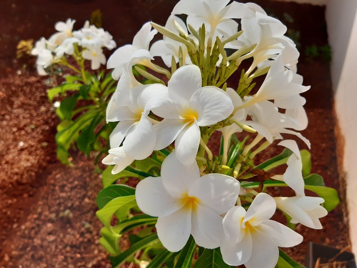 Plumeria pudica