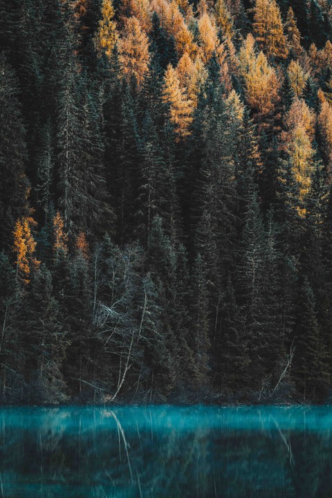 Pine Forest