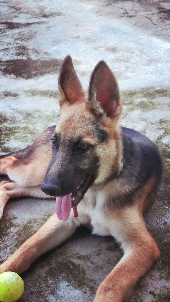 German Shepherd