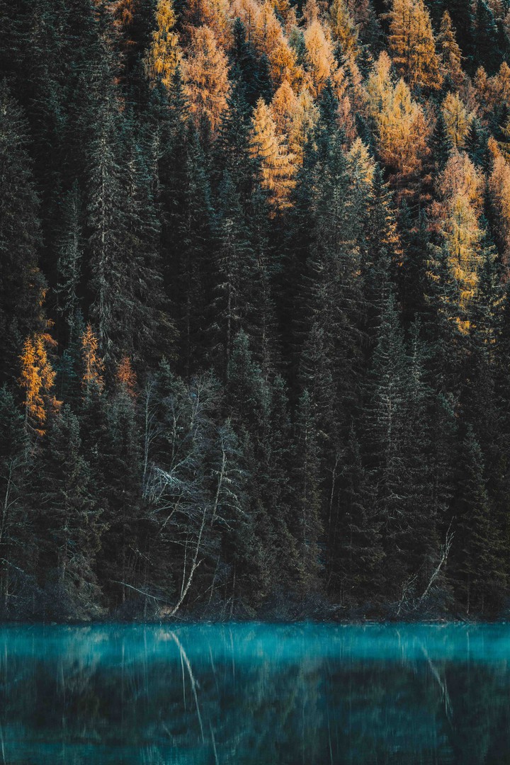 Pine Forest