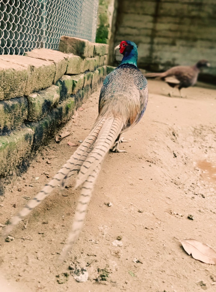 Pheasant