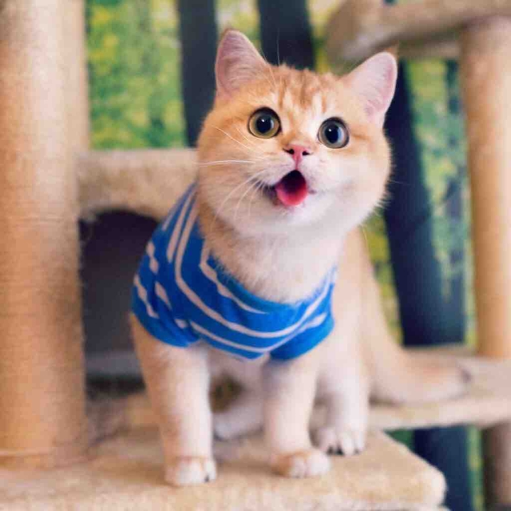 Animal - cat