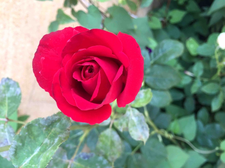 Petite rose