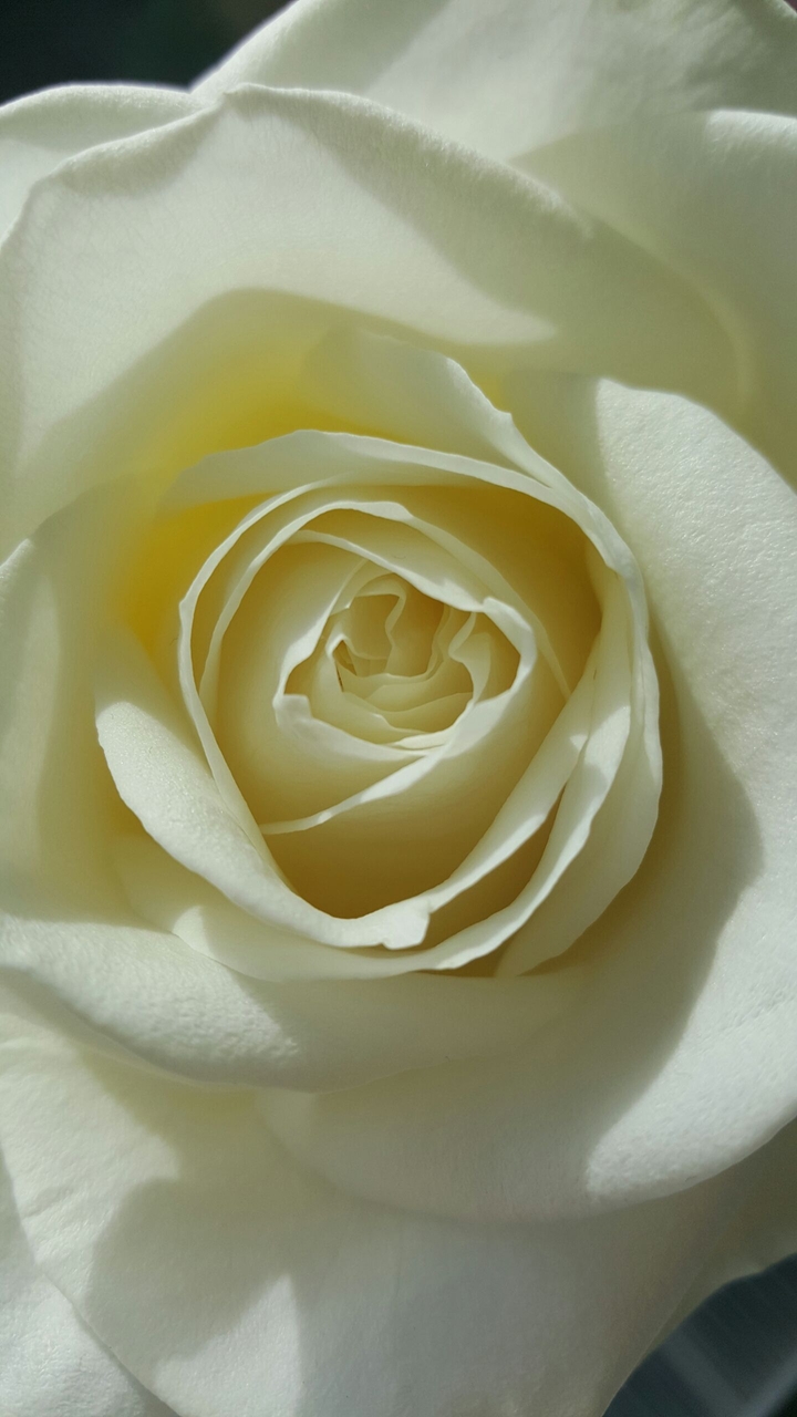 Withe rose