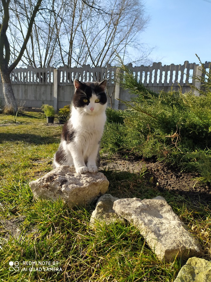 котик