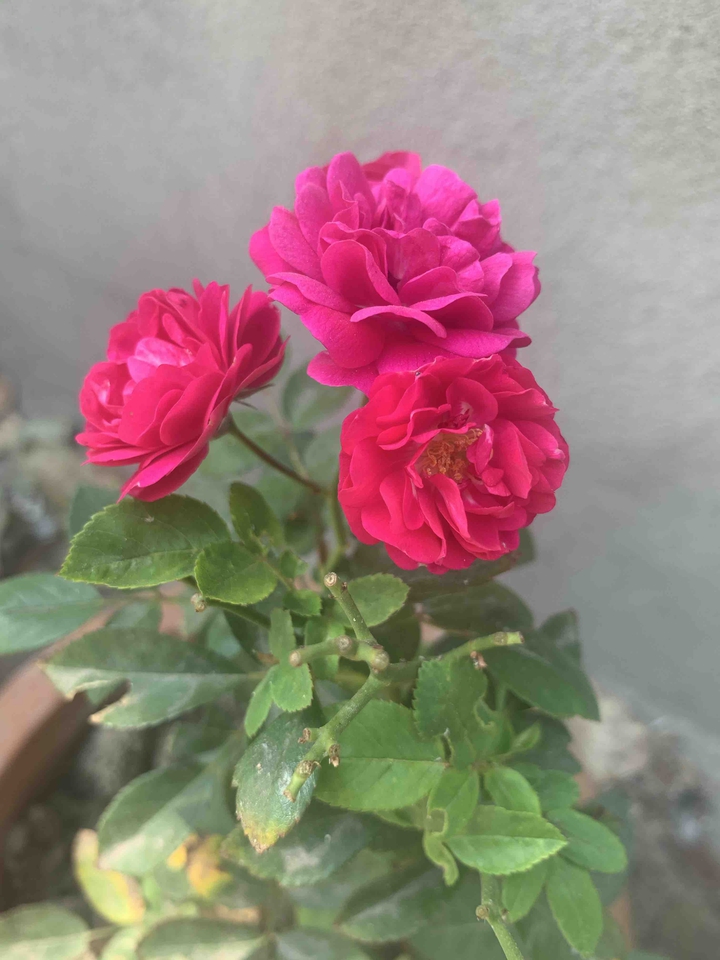 roses