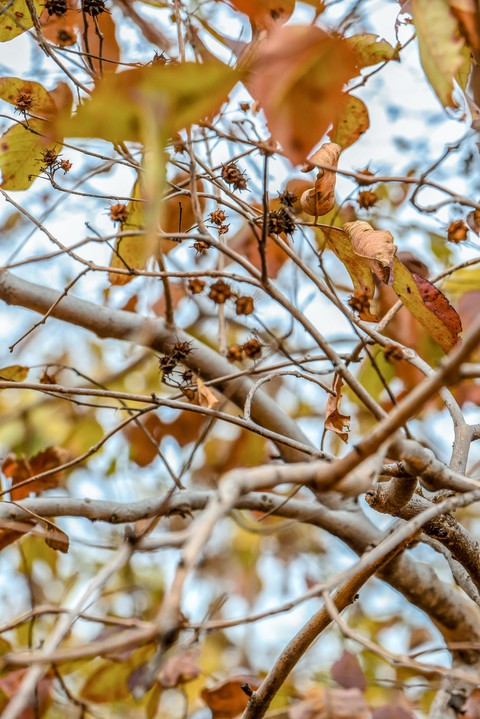nature creation