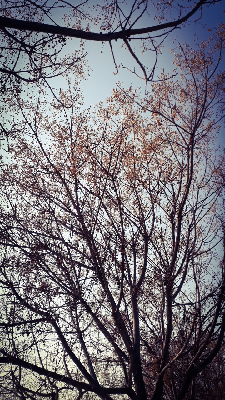 tree