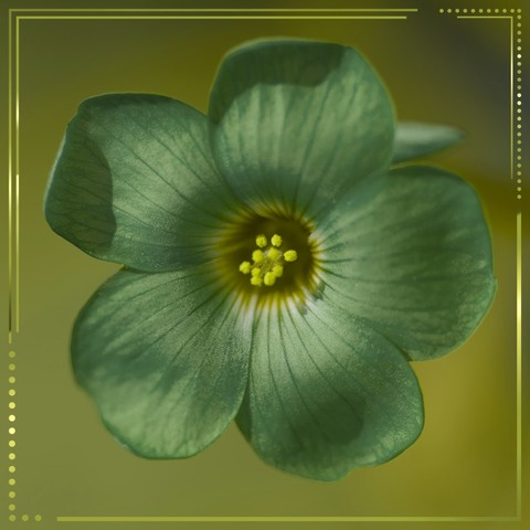 Green flower