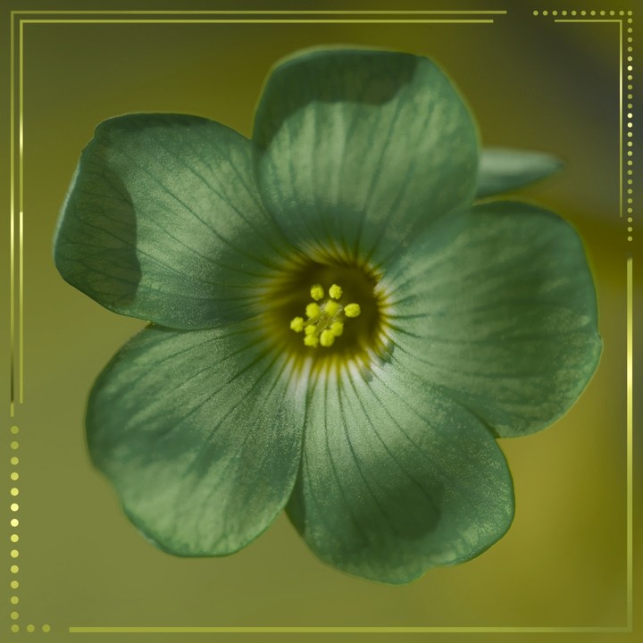 Green flower